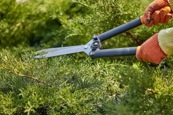 hands-gardener-orange-gloves-are-trimming-overgrown-green-shrub-using-hedge-shears-sunny-backyard-worker-landscaping-garden-close-up_639032-841