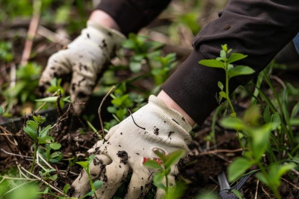 person-wearing-white-gloves-tending-green-plants-garden-emphasizing-handson-care-nature-connection_1099133-18494