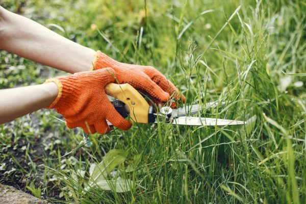 someone-trimming-bushes-with-garden-scissors_1157-37101